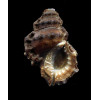 corrugata 50,8mm
