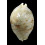 tigris 112,4mm ROSTRATE