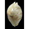 tigris 112,4mm ROSTRATE