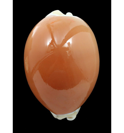 aurantium 94,3mm