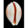 aurantium 94,3mm