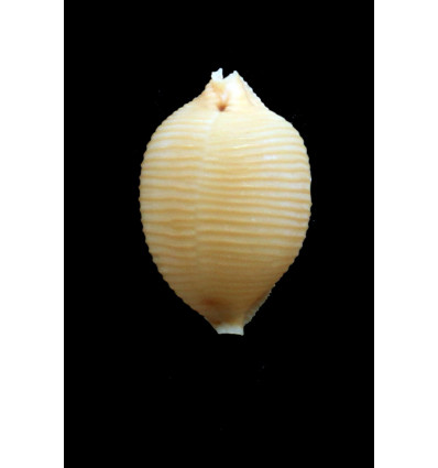 childreni 23,9mm