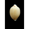 childreni 23,9mm