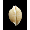 childreni 23,9mm