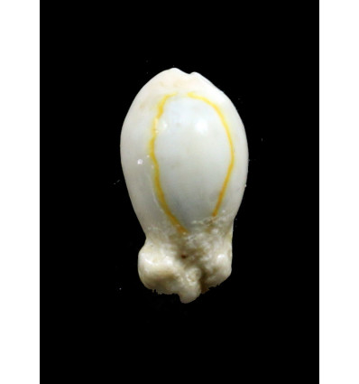 annulus "bunny" 22,8mm