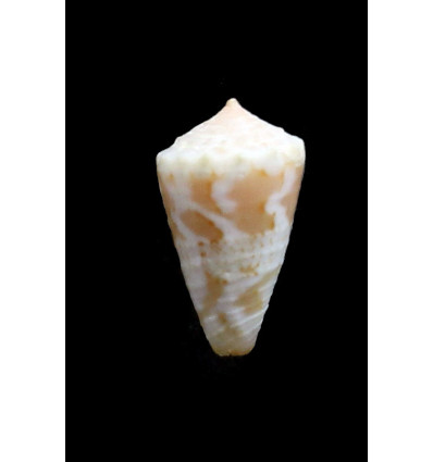 magellanicus 17,6mm
