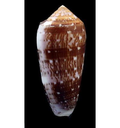 floccatus 70,8mm BIG
