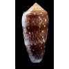 floccatus 70,8mm BIG