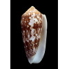 floccatus 70,8mm BIG