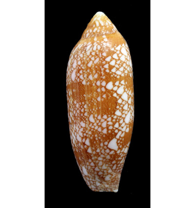 auratinus 63,2mm