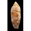 auratinus 63,2mm