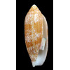 auratinus 63,2mm