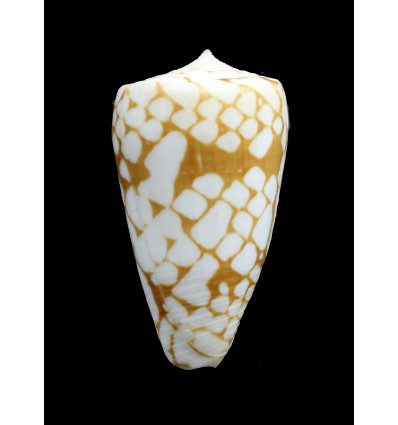 nobilis bitleri 42,3mm RARE