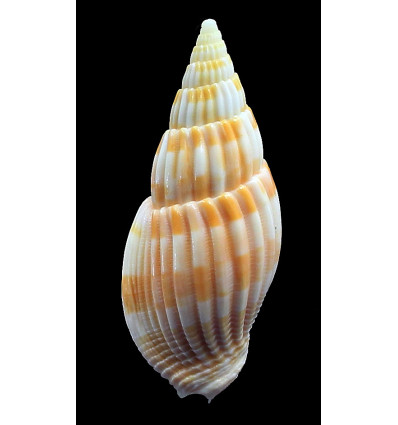 grangei 55,2mm
