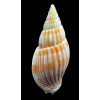 grangei 55,2mm