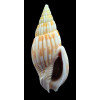 grangei 55,2mm