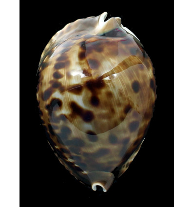 flriendii vercoi 85,4mm