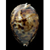 flriendii vercoi 85,4mm