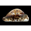 flriendii vercoi 85,4mm