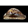 flriendii vercoi 85,4mm