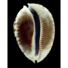 flriendii vercoi 85,4mm