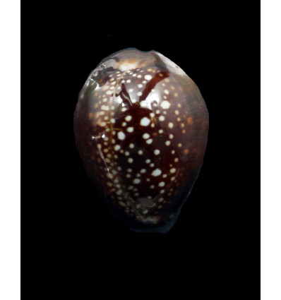 englerti 25,8mm DARK
