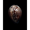 englerti 25,8mm DARK