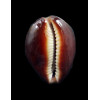 englerti 25,8mm DARK