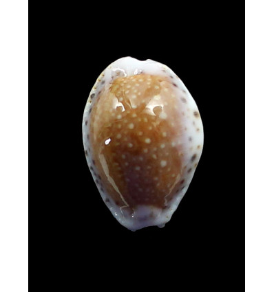 cernica leforti 29,1mm SPLENDID