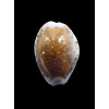 cernica leforti 29,1mm SPLENDID