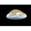 cernica leforti 29,1mm SPLENDID