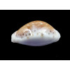 cernica leforti 29,1mm SPLENDID