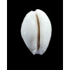 cernica leforti 29,1mm SPLENDID