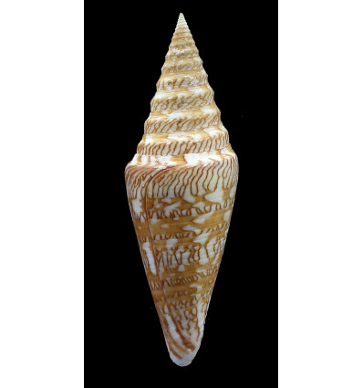 excelsus 86,2mm BIG