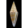excelsus 86,2mm BIG