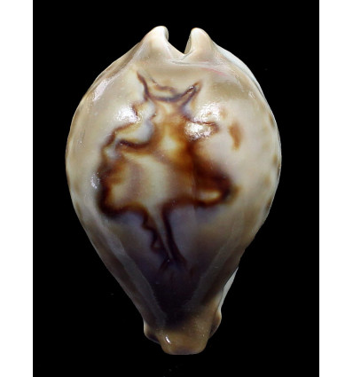 fultoni massieri 71,0mm