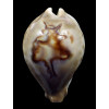fultoni massieri 71,0mm