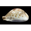 fultoni massieri 71,0mm