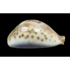 fultoni massieri 71,0mm