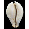 fultoni massieri 71,0mm