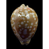 leucodon 78,2mm SUPERB
