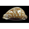 leucodon 78,2mm SUPERB