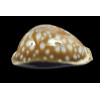 leucodon 78,2mm SUPERB
