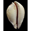 leucodon 78,2mm SUPERB