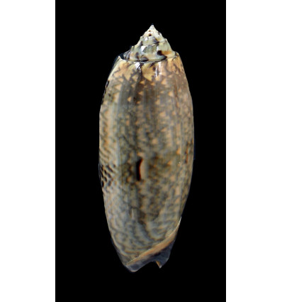 tremulina 88,0mm