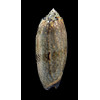 tremulina 88,0mm
