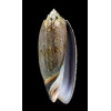 tremulina 88,0mm