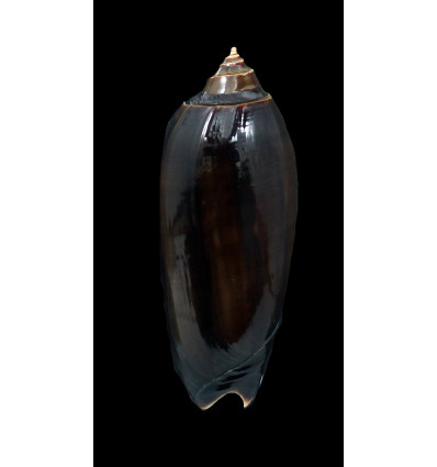 miniacea marrati 89,0mm