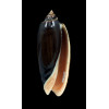 miniacea marrati 89,0mm