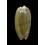 vidua albofasciata 57mm
